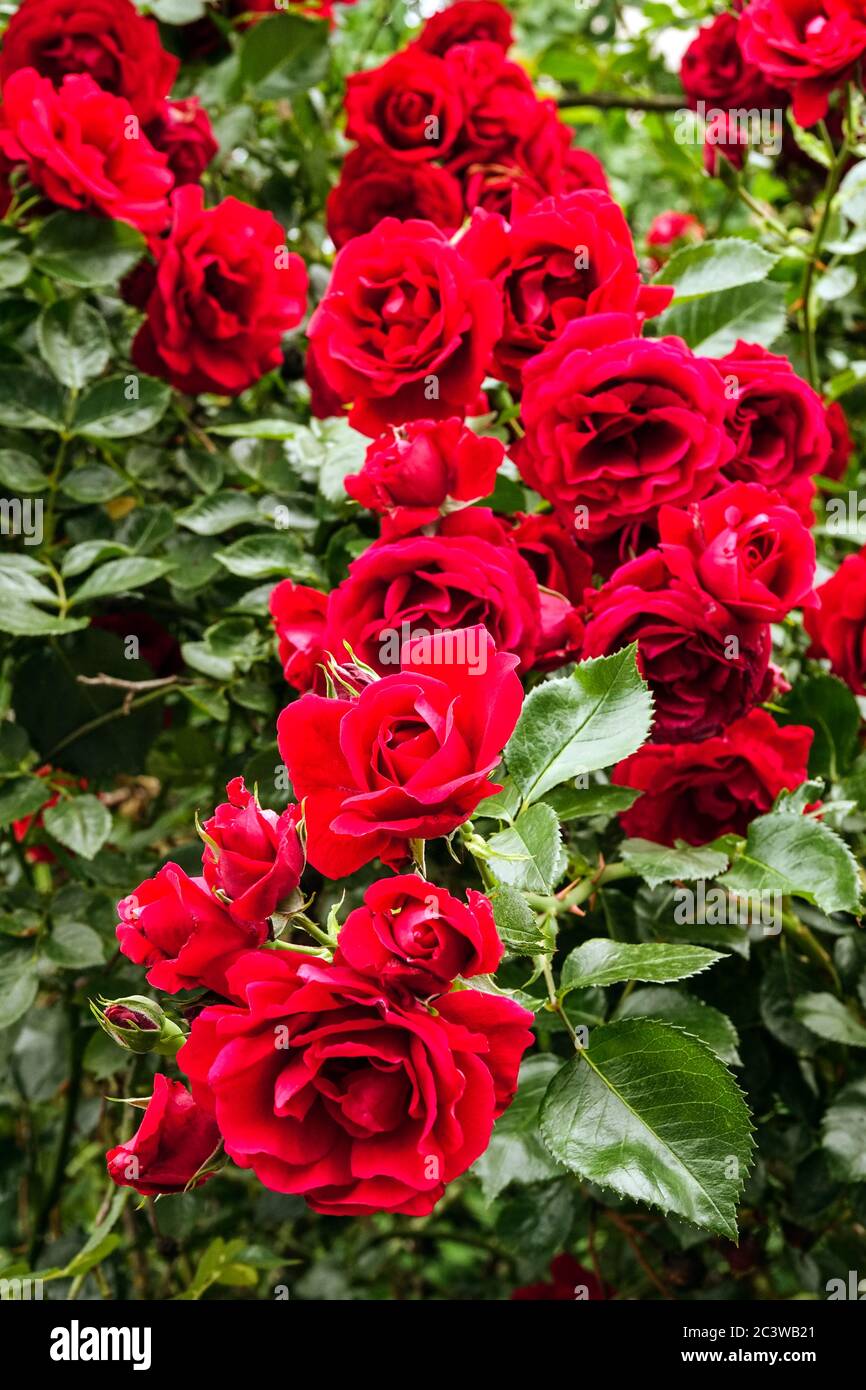 Arbusto di arrampicata rosa rossa Foto Stock