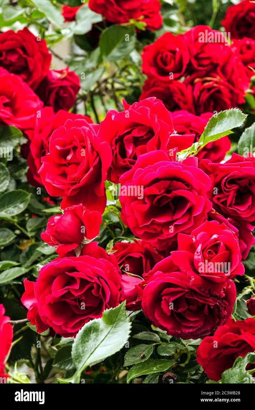 Rosa rossa arrampicata rose fiori Foto Stock