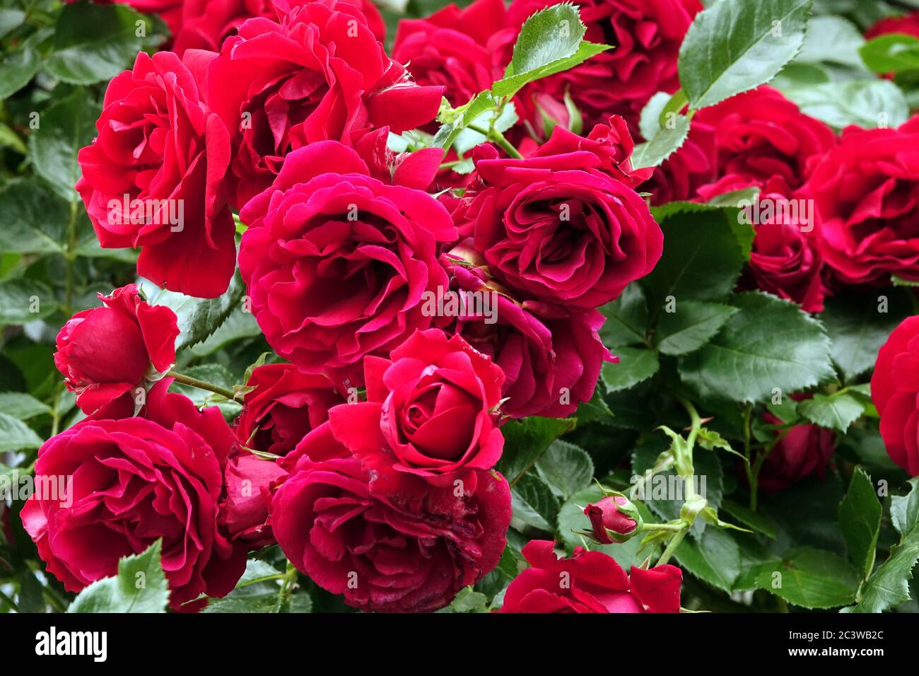Arbusto in fiore di arrampicata rosa rossa Foto Stock