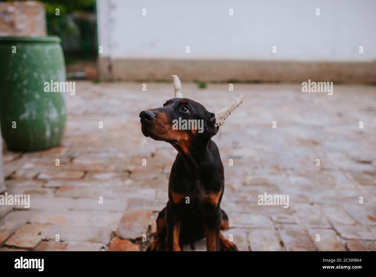 Un bel cane nero razza Doberman nel cortile Foto Stock