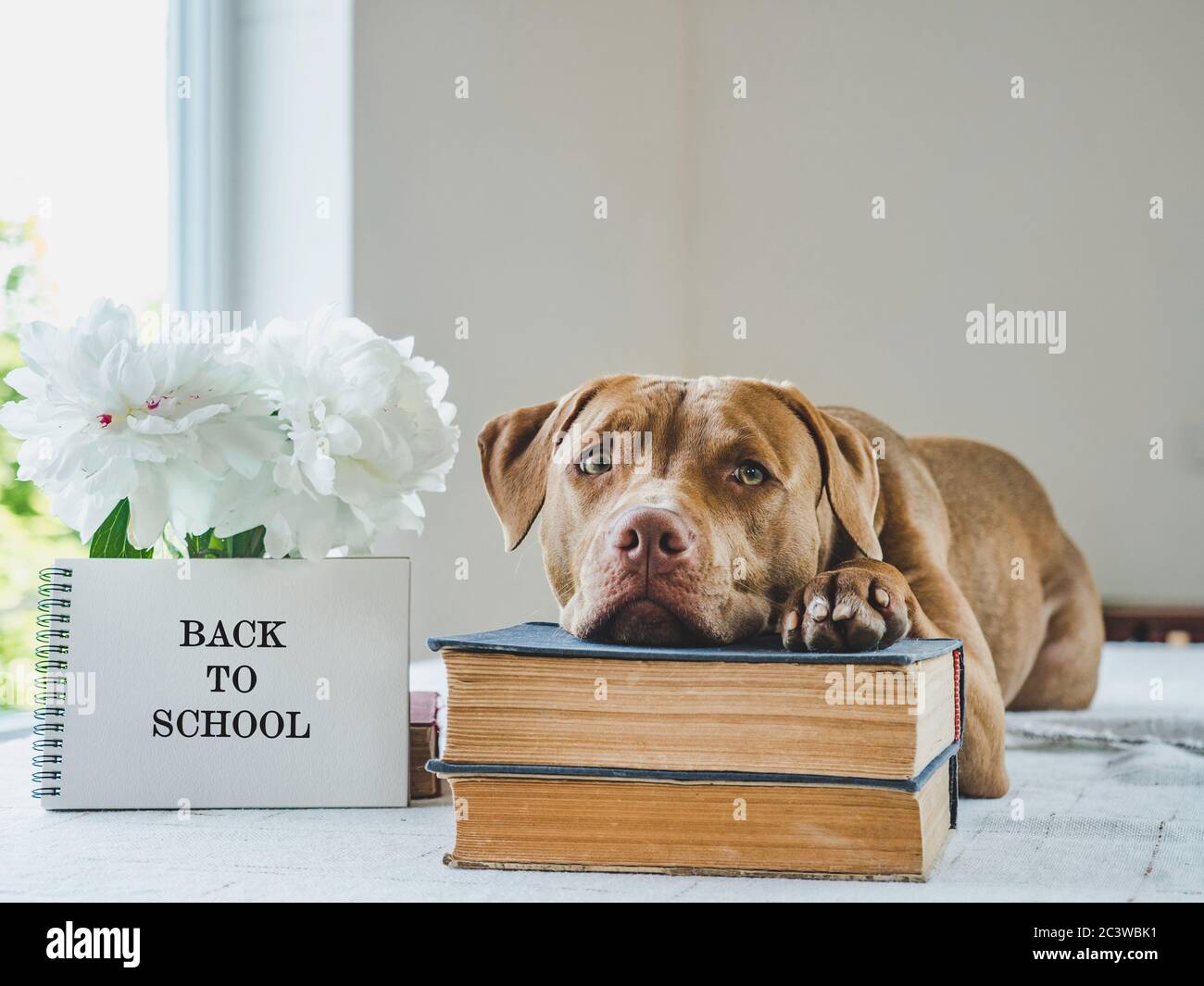Grazioso cucciolo e libri d'epoca. Foto Studio Foto Stock