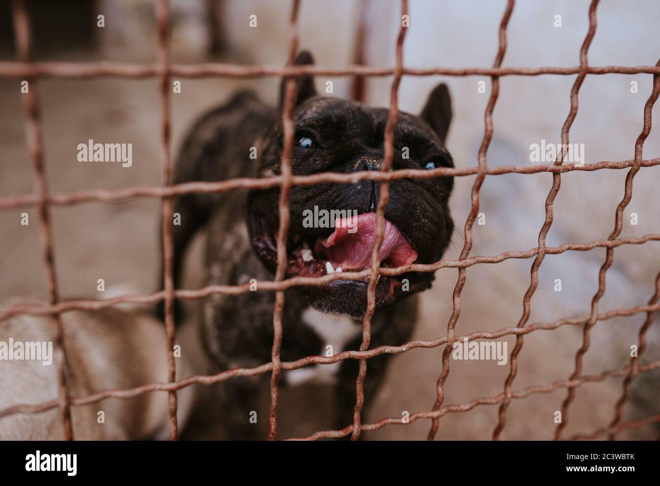 Primo piano di un bel cane che riproduce un Bulldog francese in una gabbia Foto Stock