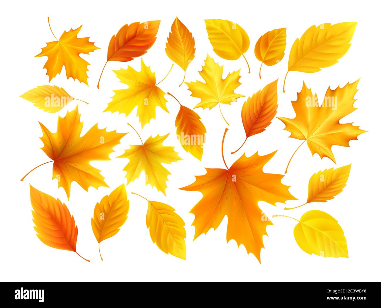 Set di realistiche foglie di giallo autunnale, rosso, arancio isolate su sfondo bianco. Illustrazione vettoriale Illustrazione Vettoriale