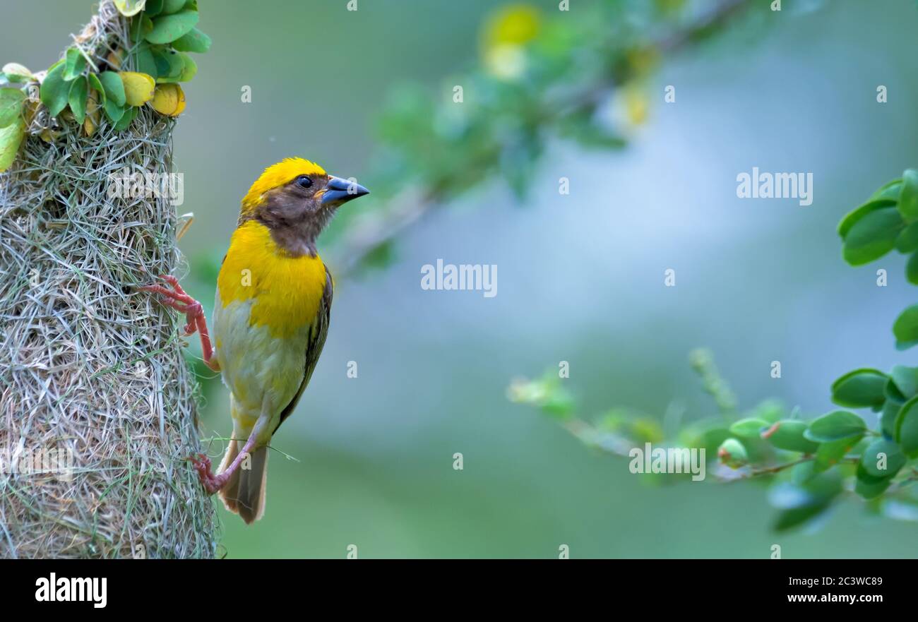 sono più conosciuti per i loro nidi a forma di storta appesi tessuti dalle foglie. Foto Stock