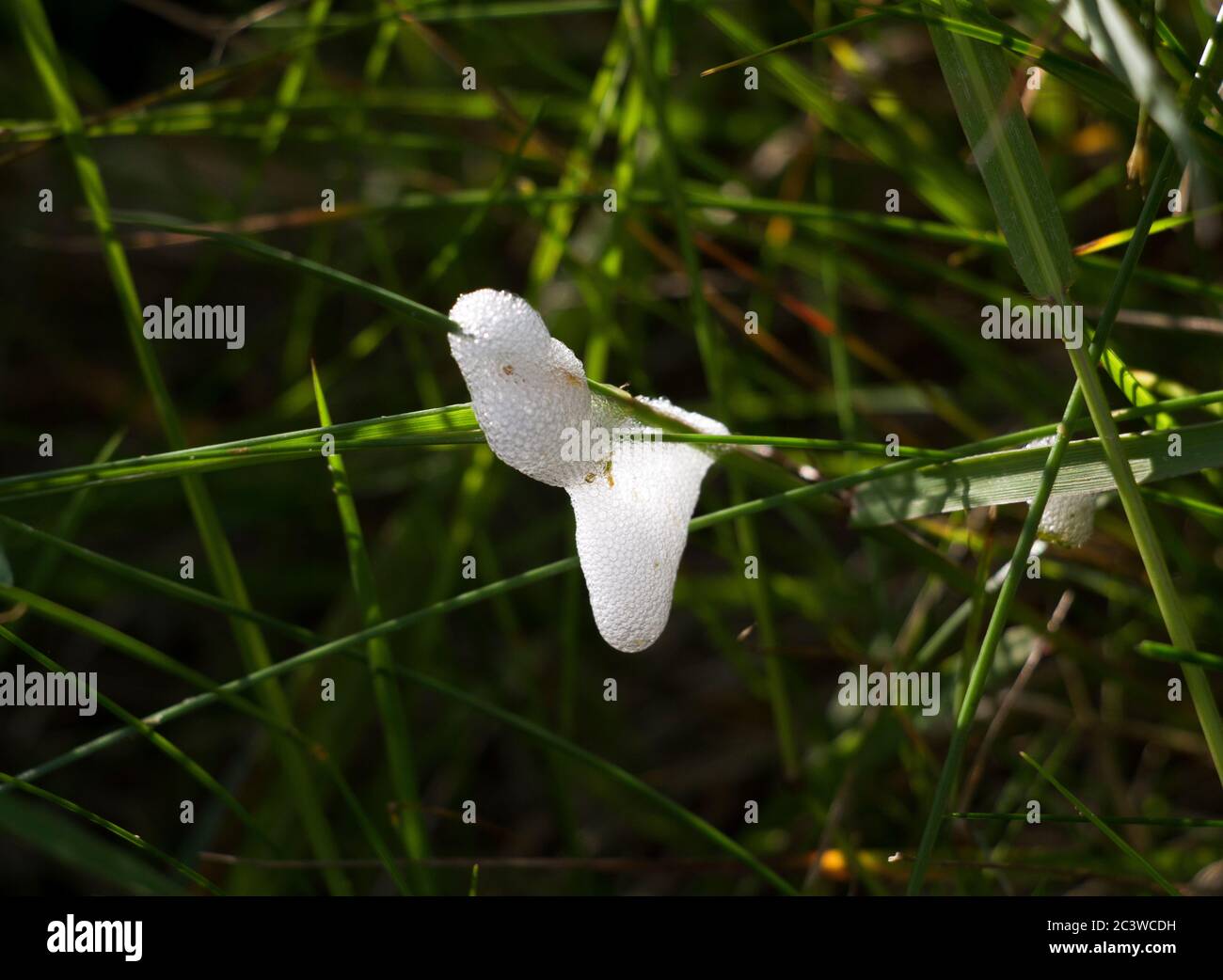 Lo Spit a cucù è una vista comune nelle erbe dei prati estivi. Un bug Spittal escreta il liquido in eccesso soffiando bolle dal suo ano Foto Stock