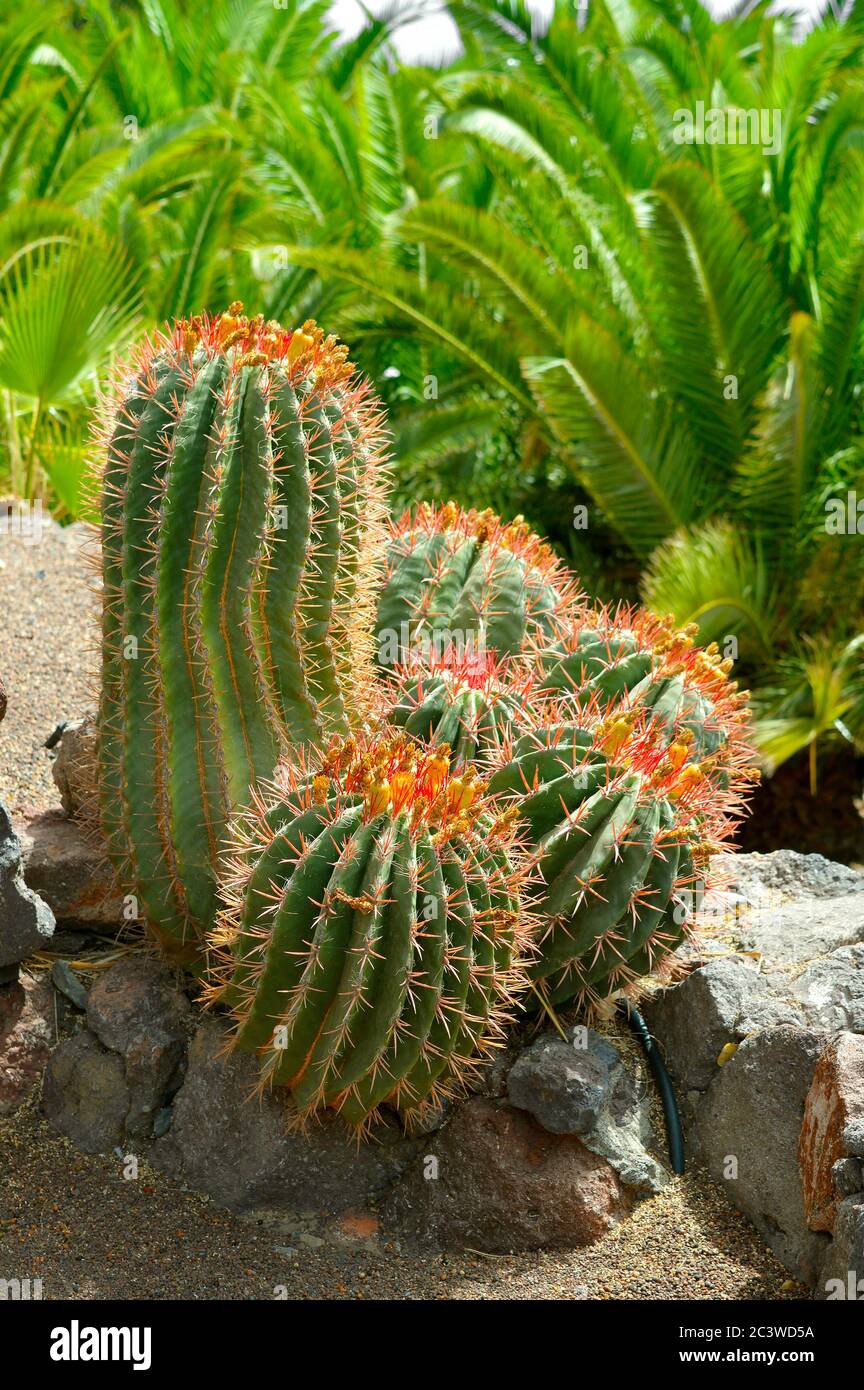 Fuoco messicano Barrel Cactus nome latino Ferocactus staesii Foto Stock