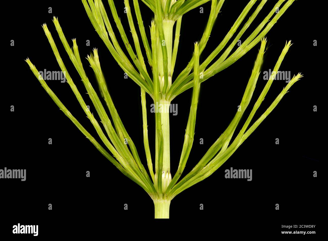 Campo Horsetail (Equisetum arvense). Dettagli scatto vegetativo Chiudioup Foto Stock