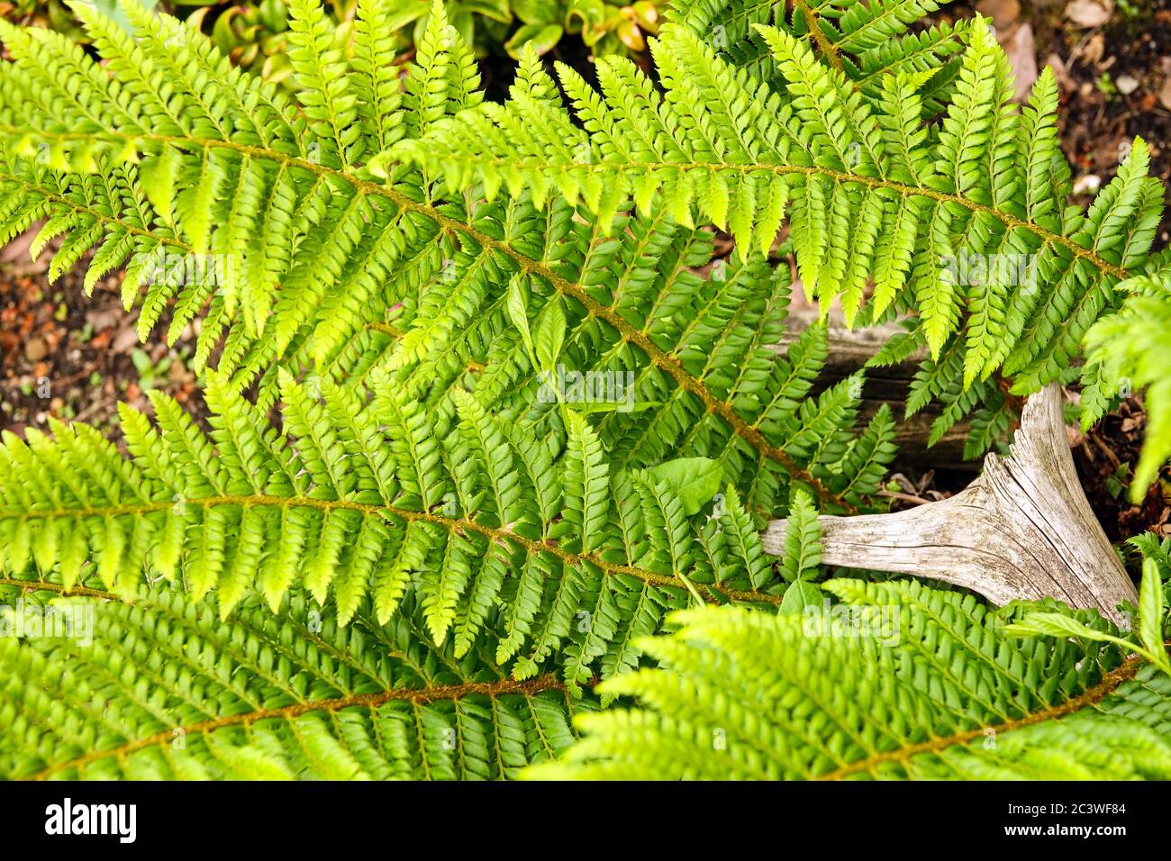 Polystichum munitum spada felce Foto Stock