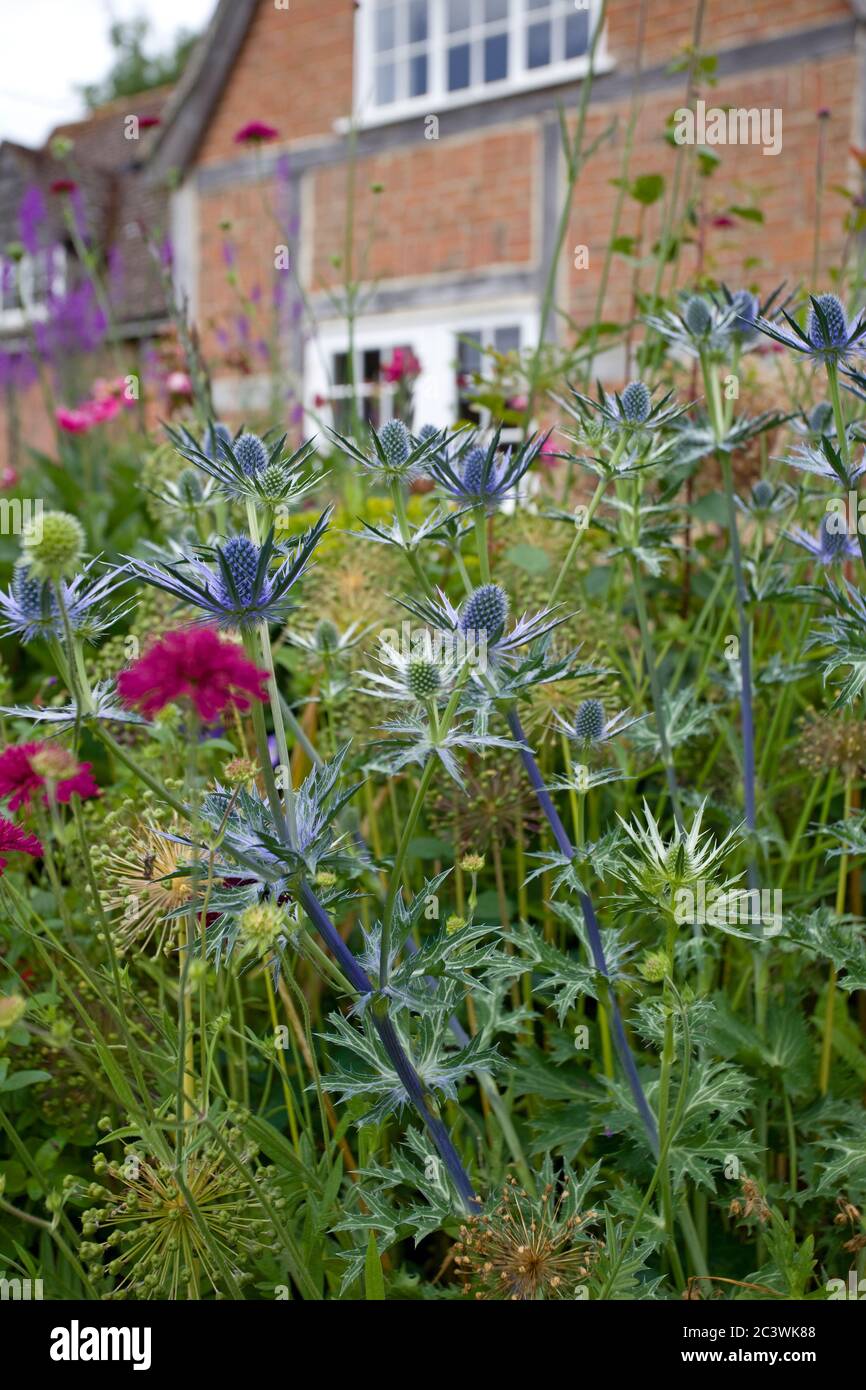 Eryngium Planum, Blue Hobbit, Sea Holly Foto Stock