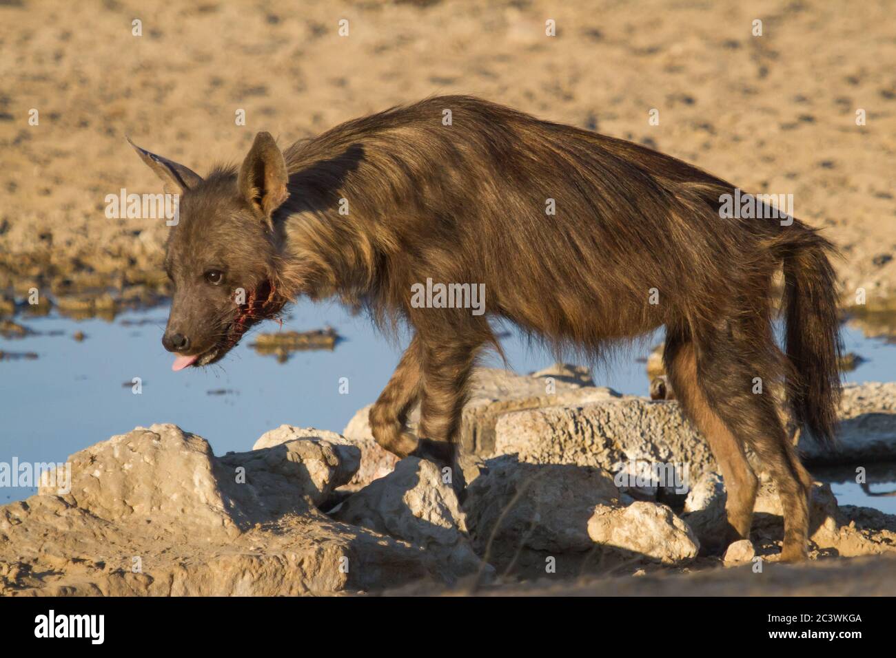 Iena marrone ferita (Hyena brunnea) a una buca d'acqua nel Kalahari Foto Stock