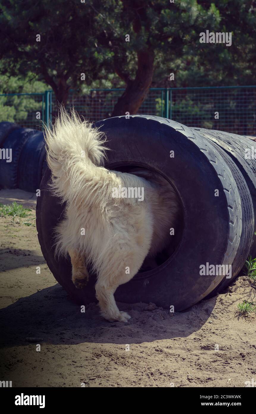 Il cane della razza Pastore caucasico supera un tunnel in un percorso ad ostacoli. Cani da addestramento su un'area speciale di agilità. Allevamento di cani di servizio. Amore t Foto Stock