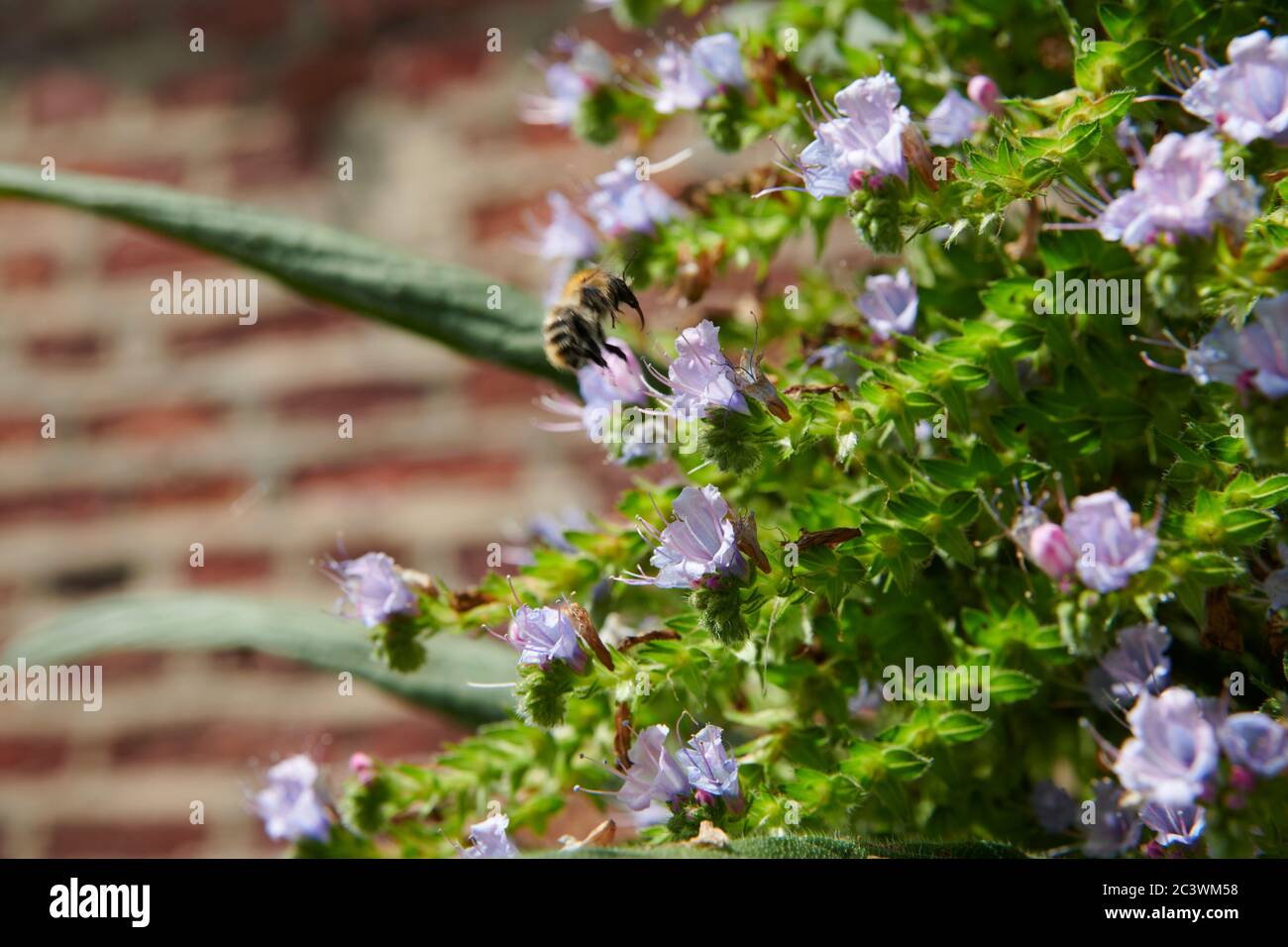 Dettaglio in primo piano di Giant Viper's bugloss, Tree Echium, Pine Echium, Echium pininana. East Yorkshire, Inghilterra, Regno Unito, GB. Foto Stock