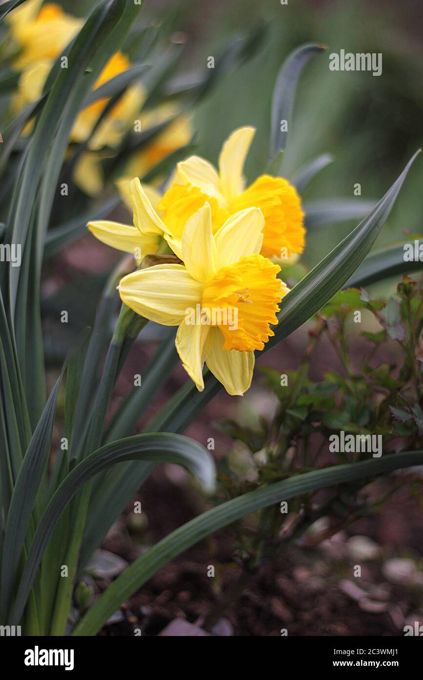 Daffodils gialli in un giardino di primavera Foto Stock