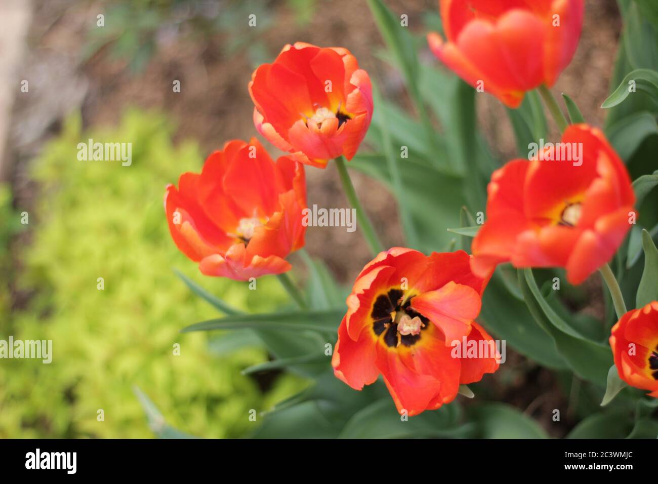 closeup tulipani colorati fiore nel giardino Foto Stock