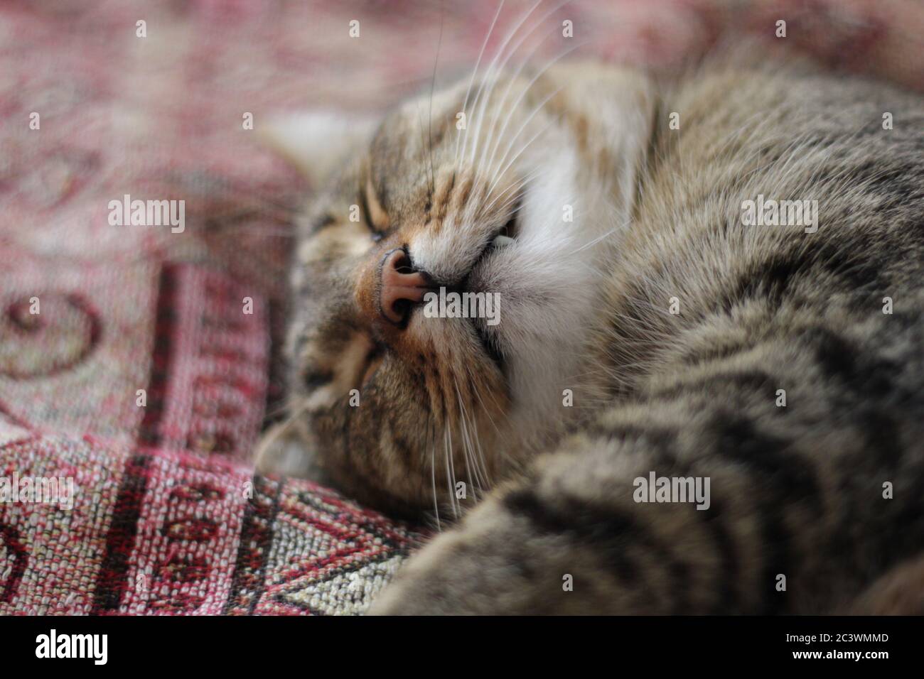 Primo piano sul volto del gatto che dormiva, con messa a fuoco in primo piano Foto Stock