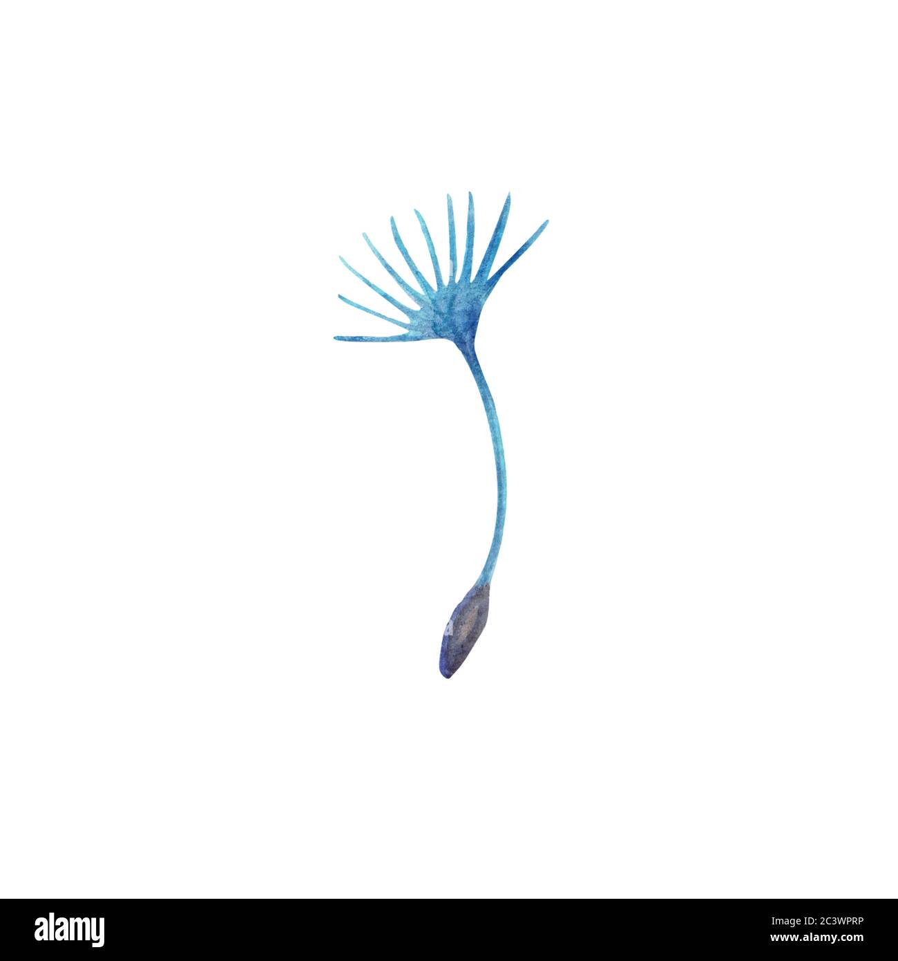 Seme blu o paracadute soffici di un dente di leone in fiore. Fiori selvatici disegnati a mano. Elemento di progettazione Foto Stock