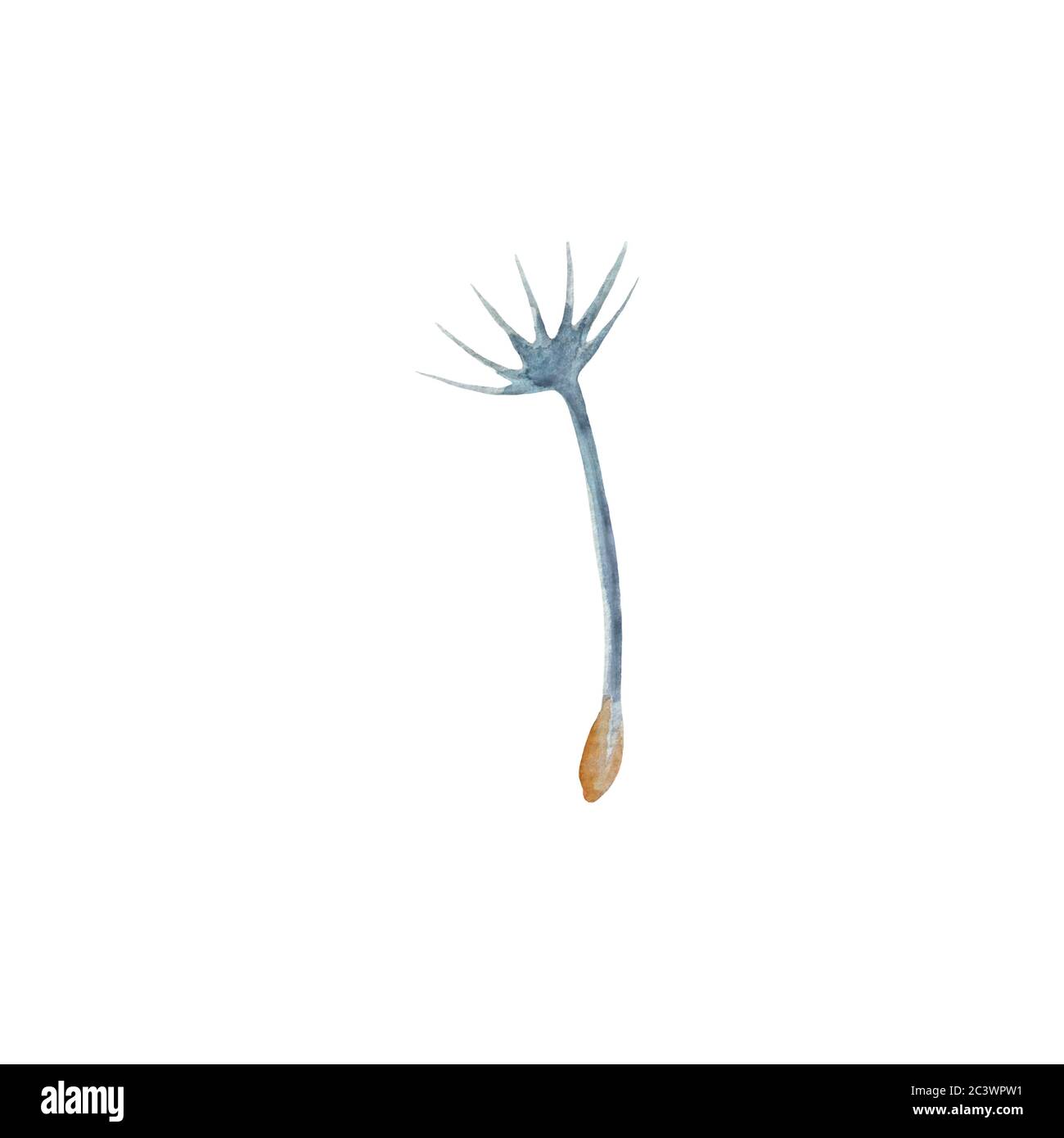 Un paracadute grigio e blu o seme di dente di leone, dipinto a mano in acquerello. Isolato su un elemento di disegno di sfondo bianco. Foto Stock