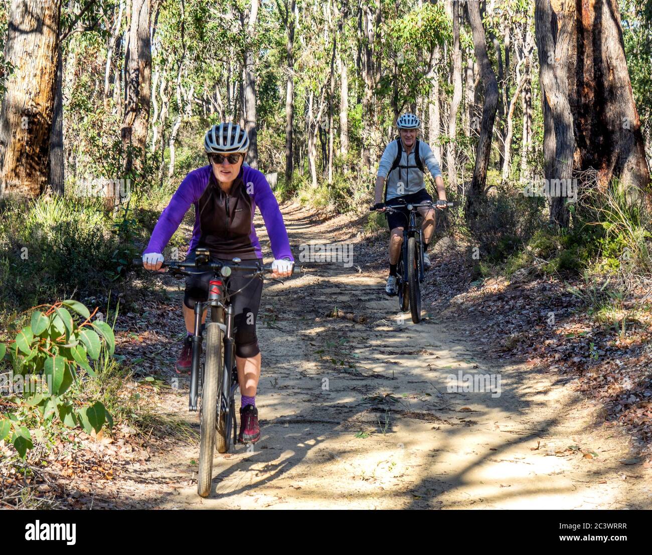 Ciclisti che cavalcano mountain bike in bicicletta Old Timberline Trail percorso attraverso eucalipto foresta Nannup sud-ovest Australia occidentale. Foto Stock
