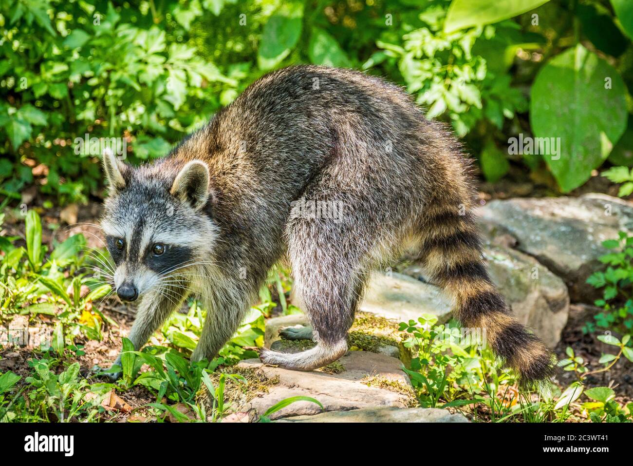 Un giovane raccoon fuori durante il giorno alla ricerca di cibo e acqua intorno al cortile in una giornata soleggiata estiva Foto Stock