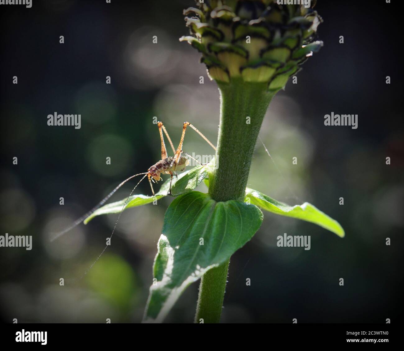Un gracopper con lunghi baffi, retroilluminato al sole, si siede su un pezzo di carta. Foto Stock