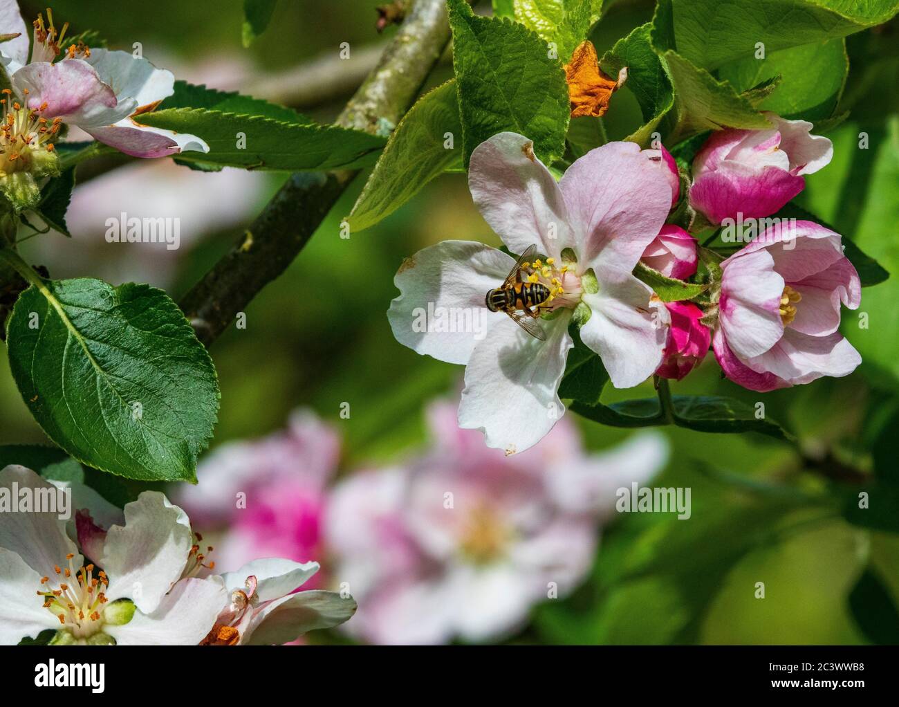vola su fiori di mela Foto Stock