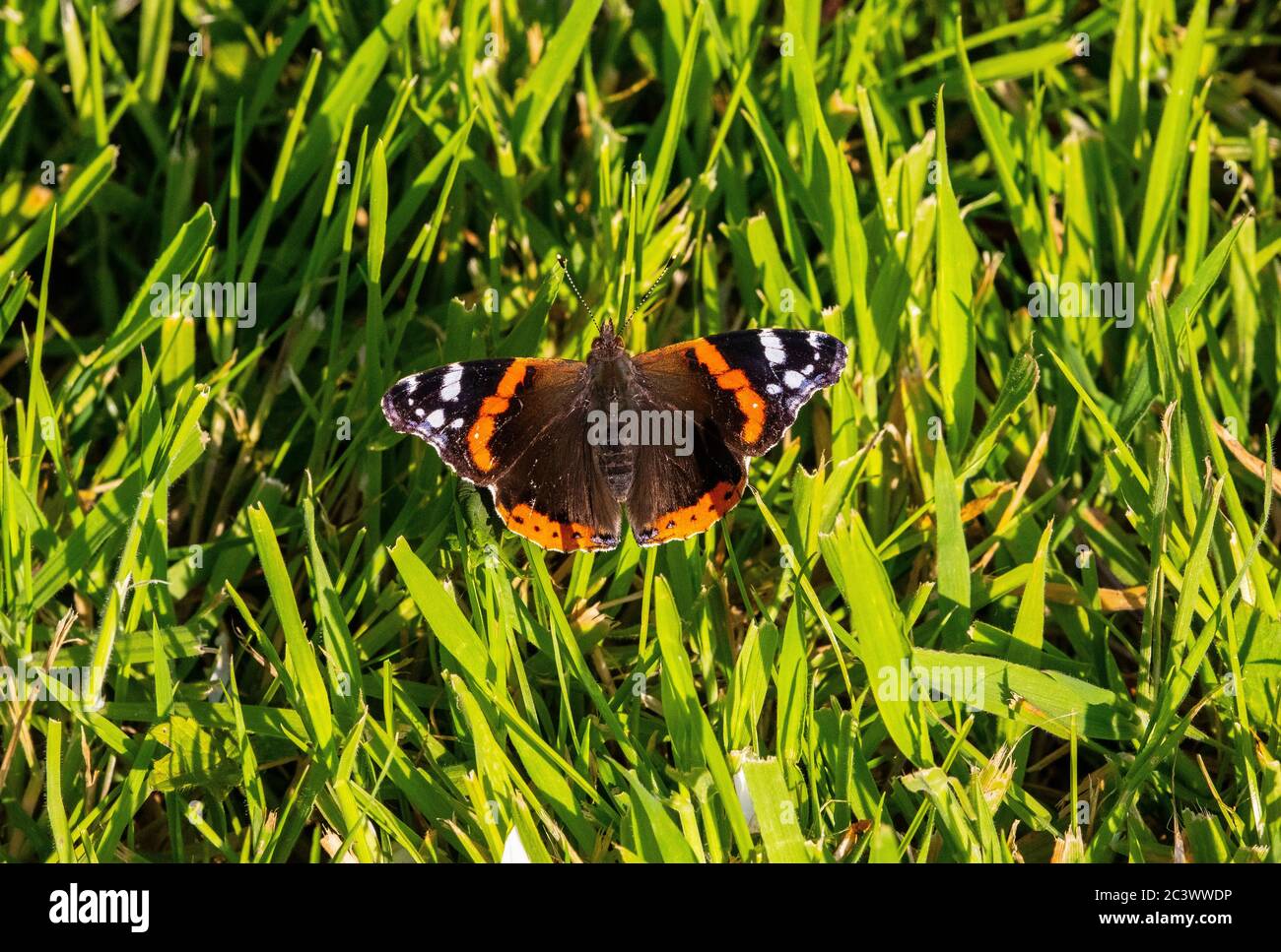 vanessa cardui dipinta farfalla signora Foto Stock