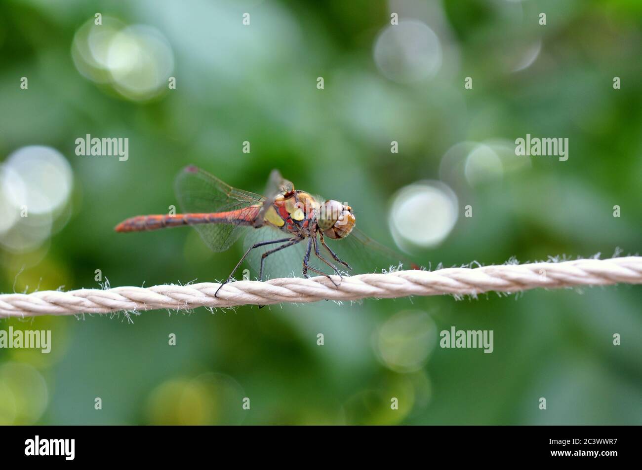 Dragonfly si siede su una corda in estate sullo sfondo del verde. Foto Stock