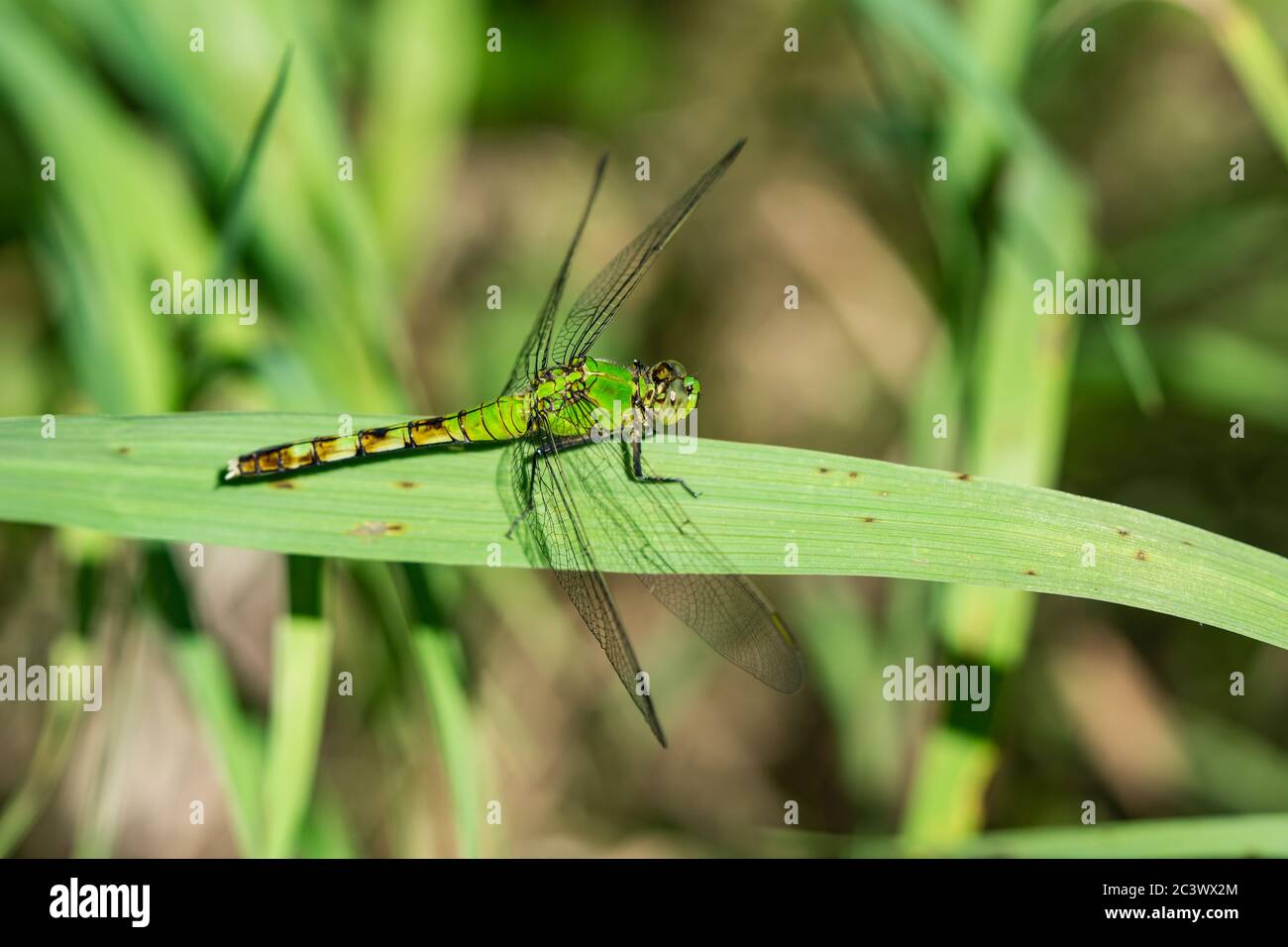 La Dragonfly di Pondhawk orientale a Springtime Foto Stock
