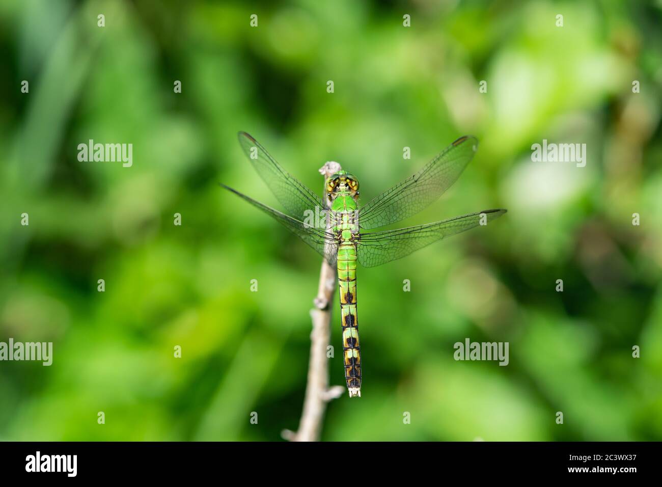 La Dragonfly di Pondhawk orientale a Springtime Foto Stock
