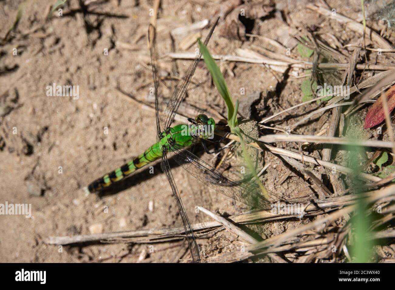 La Dragonfly di Pondhawk orientale a Springtime Foto Stock