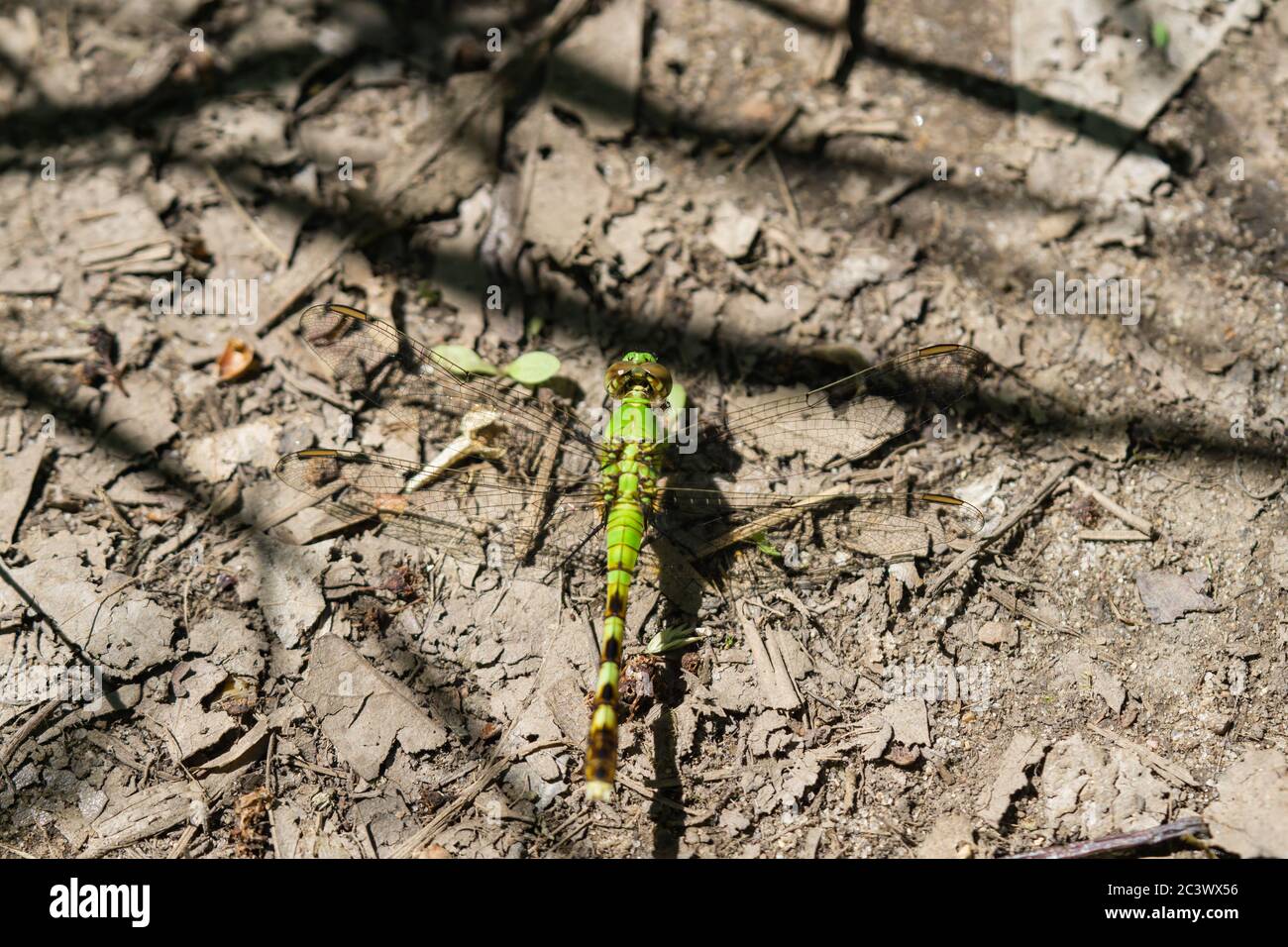 La Dragonfly di Pondhawk orientale a Springtime Foto Stock
