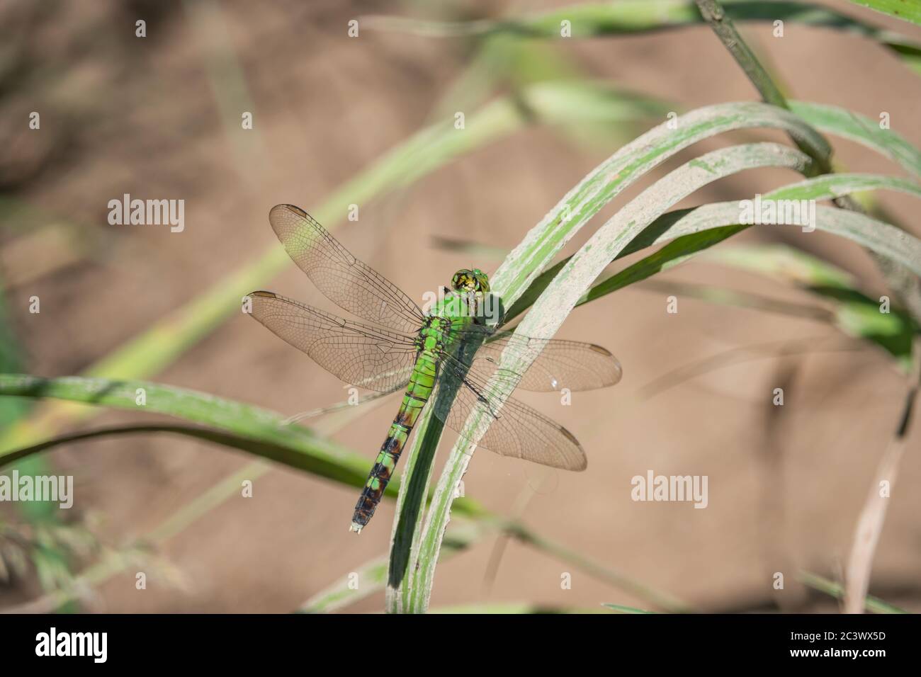 La Dragonfly di Pondhawk orientale a Springtime Foto Stock