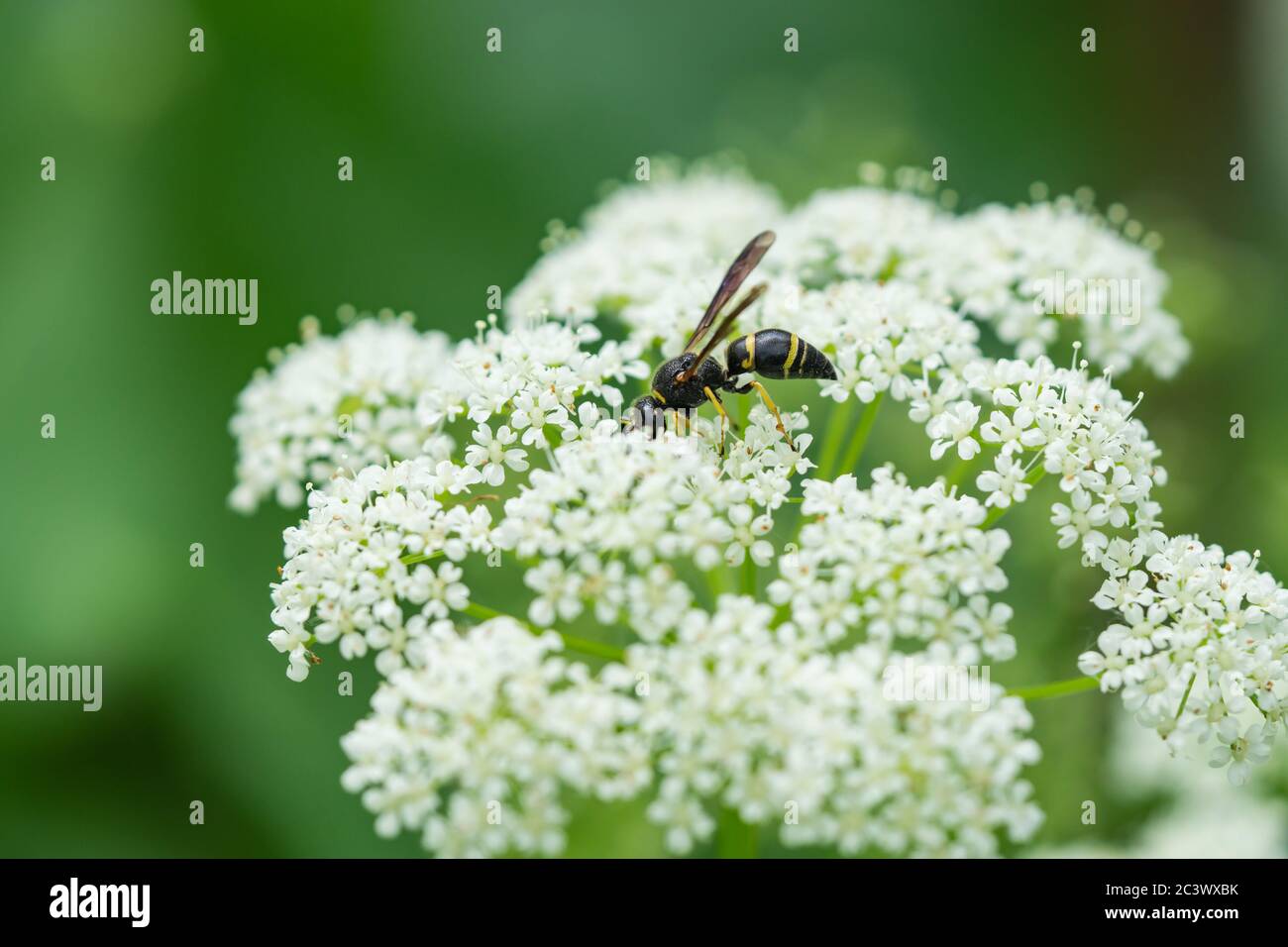 Vasaio Wasp su piantine di Elder Foto Stock