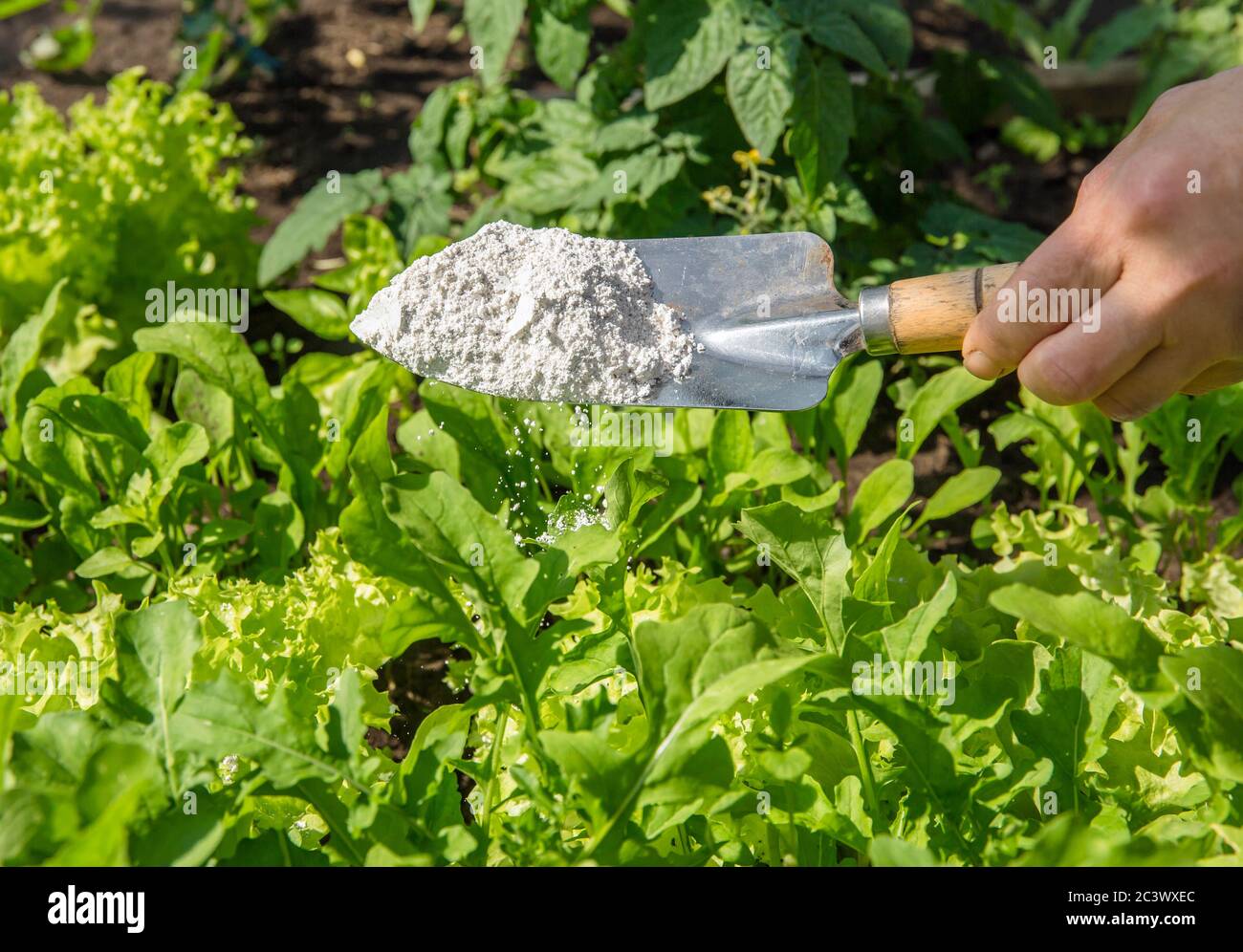 Giardiniere spruzzi terra diatomacea ( Kieselgur) polvere per insetto organico non tossico repellente su insalata in orto, insetti disidratanti. Foto Stock