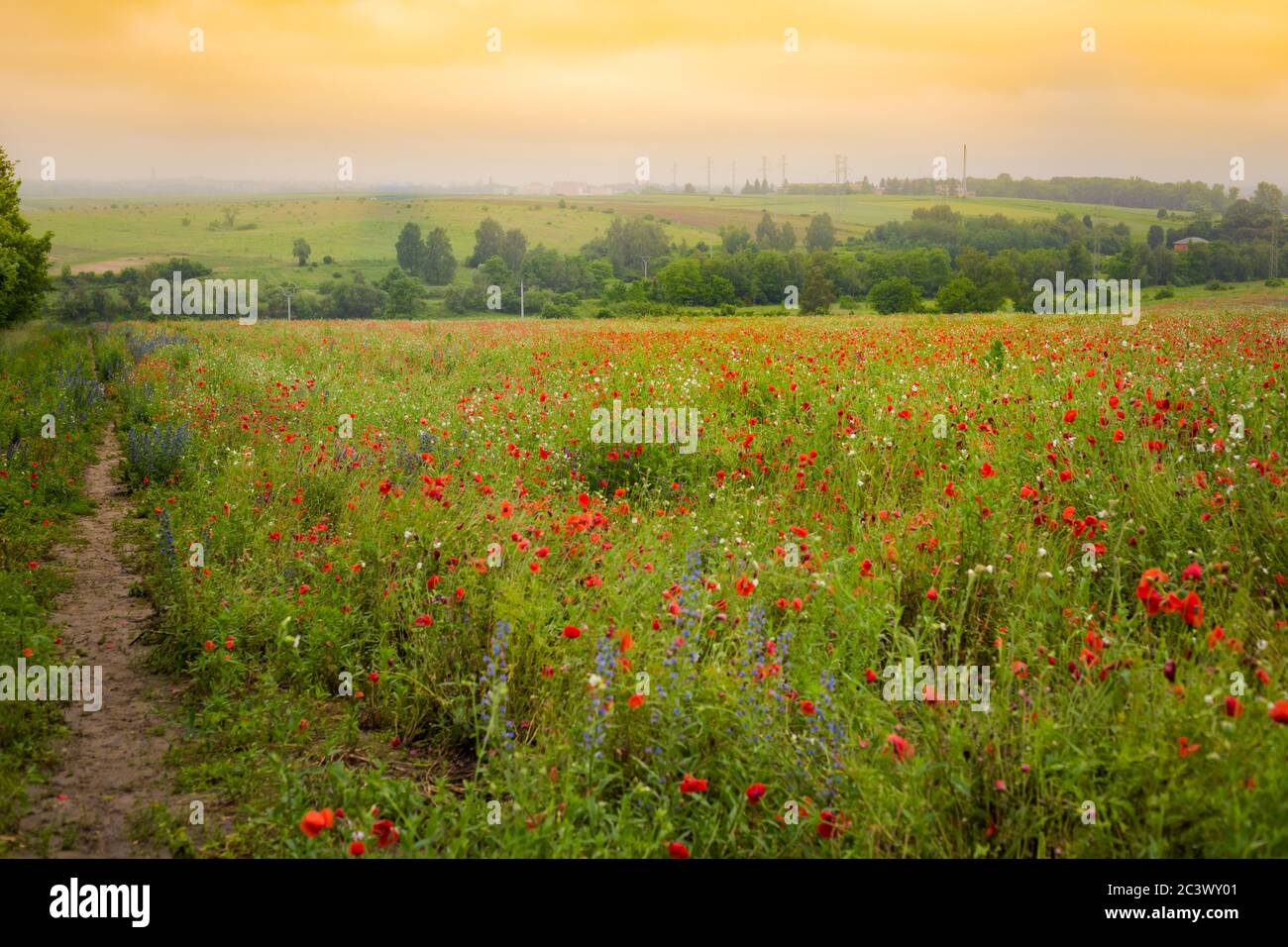 Bellissimo campo di papavero rosso. Campagna, prato naturale in Polonia. Foto Stock