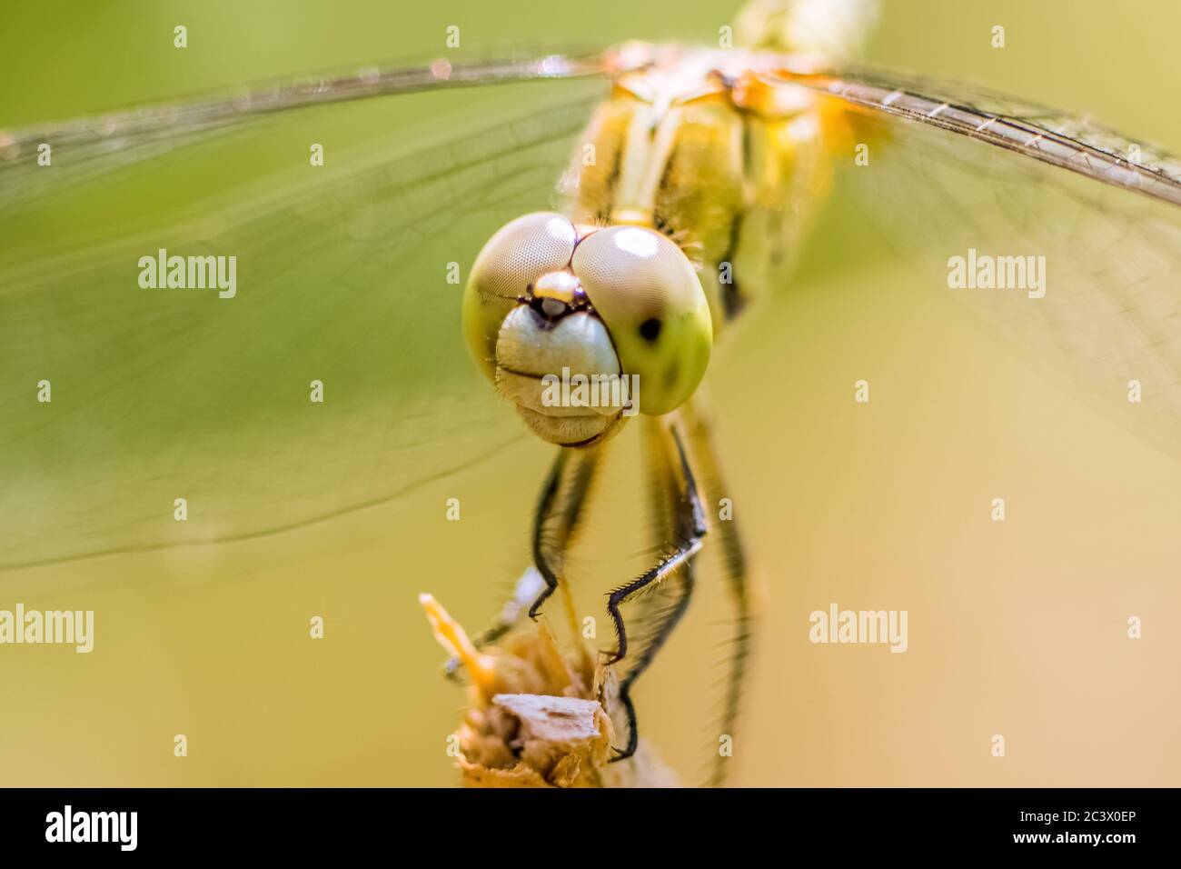 Dragonfly sulla macro di closeup foglia con occhio selettivo messo a fuoco. Libellula per adulti chiamata anche come Odonata, infraordine, Anisoptera. Foto Stock
