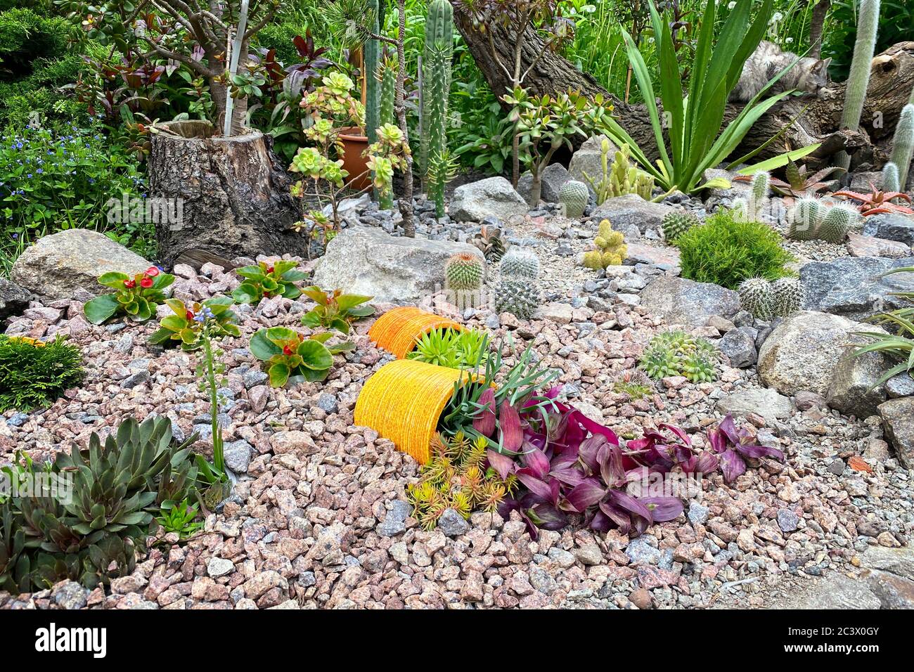 Rockery nel giardino con pietre e varietà di fiori e piante diverse. Progettazione paesaggistica del giardino con cactus, pentole, piante e pietre. Foto Stock