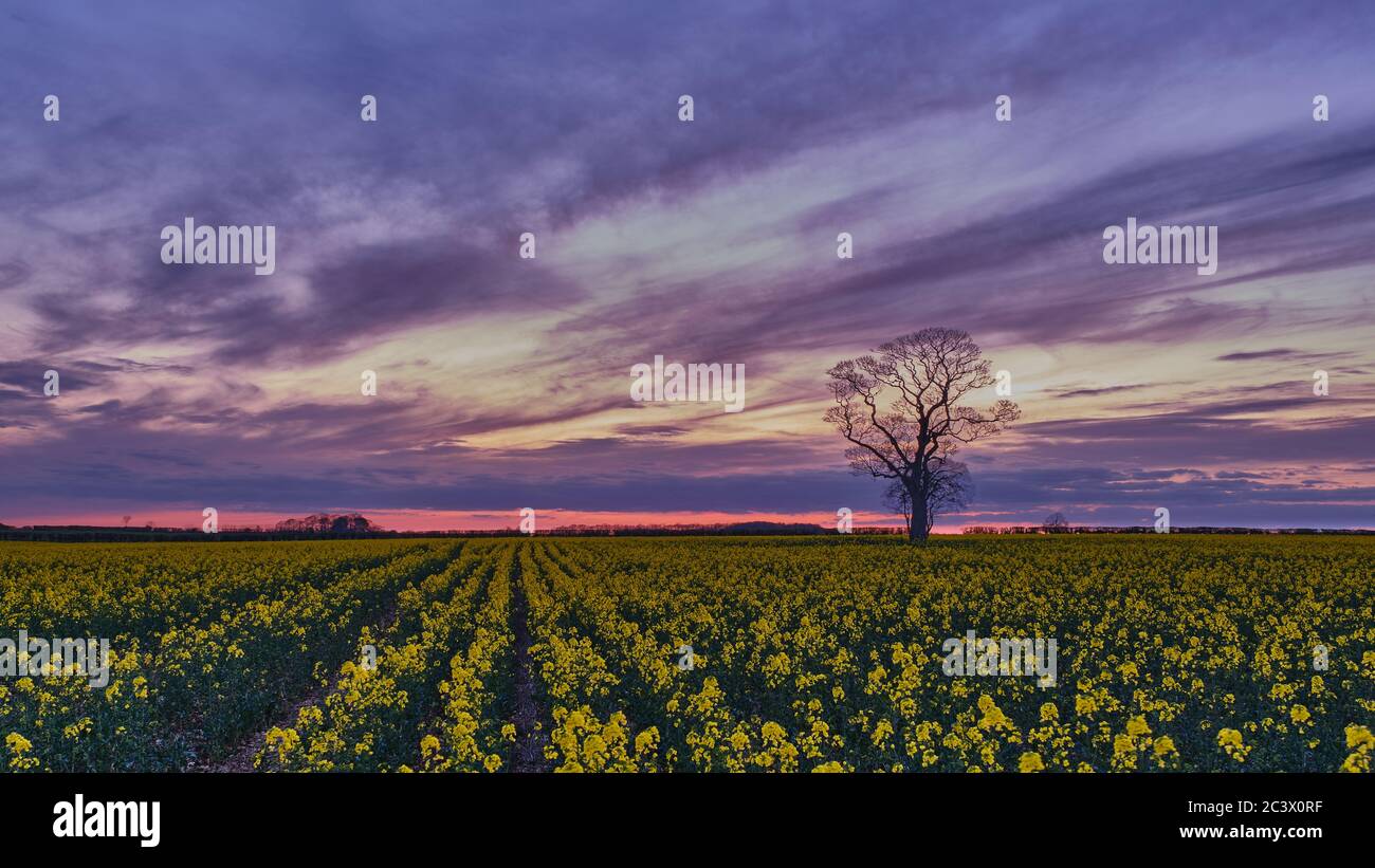 Paesaggio agricolo del Lincolnshire al tramonto con il cielo suggestivo dell'albero solistico e le file di colza gialla fiorite in primo piano aprile Foto Stock