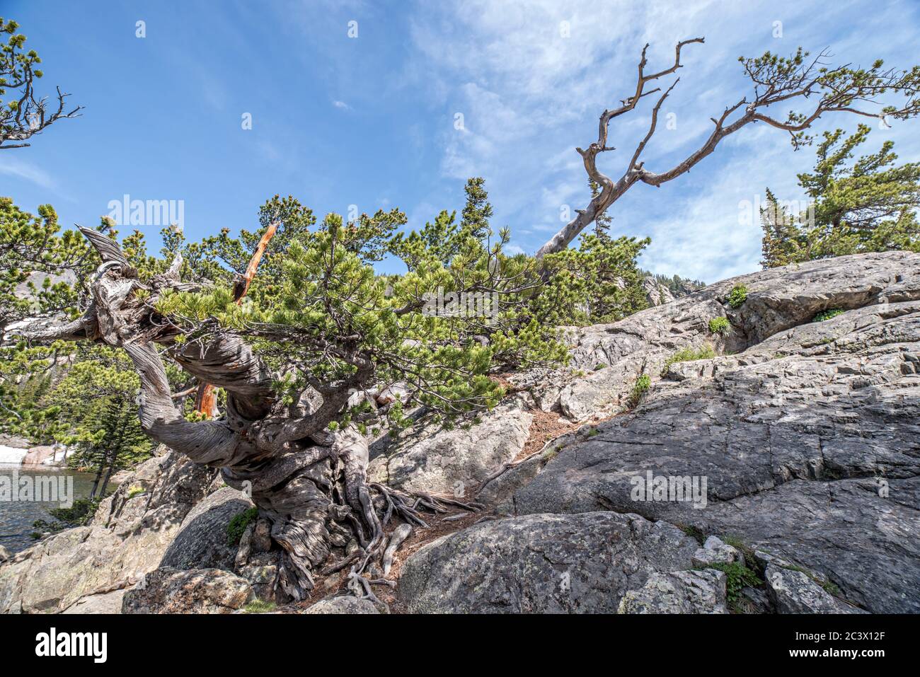 Il pino di bristlecone attorcigliato dal vento cresce in granito nel Rocky Mountain National Park, Colorado Foto Stock