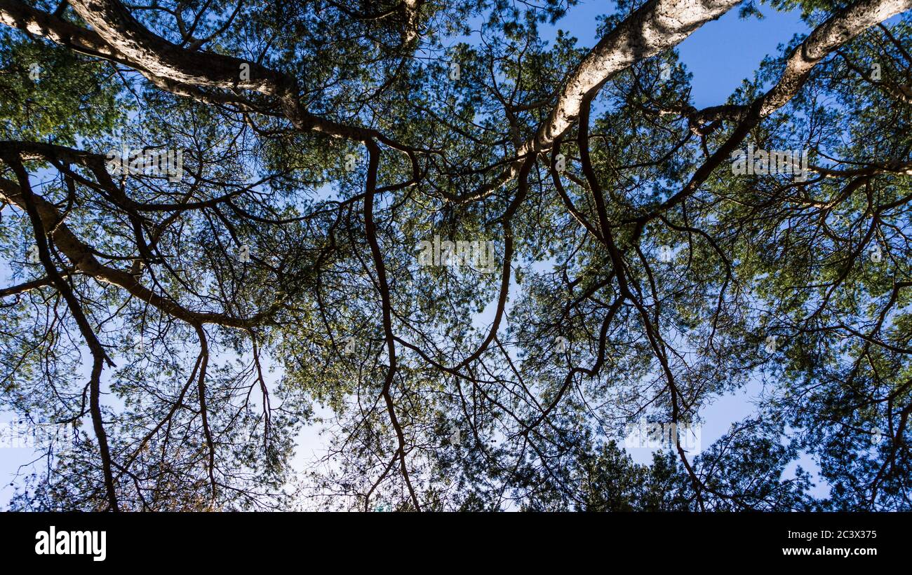 corona di alberi con sfondo blu cielo Foto Stock