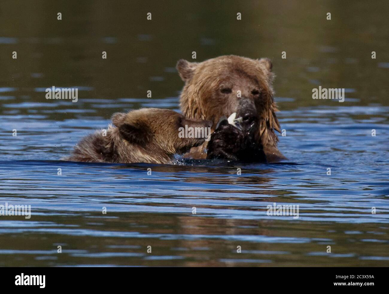 GRIZZLY PORTA CUBI IMPARARE A PESCARE Foto Stock