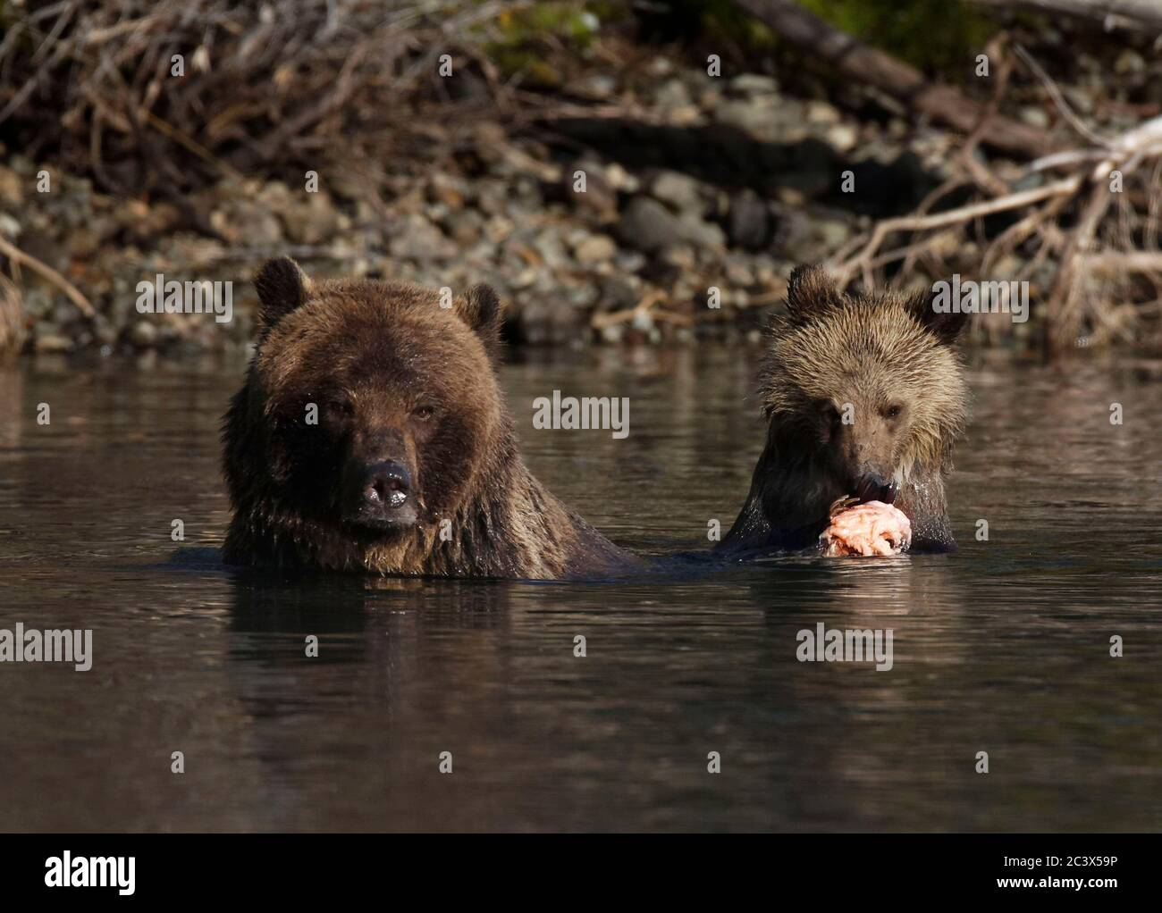 Grizzly mamma insegnare cucciolo a pescare Foto Stock