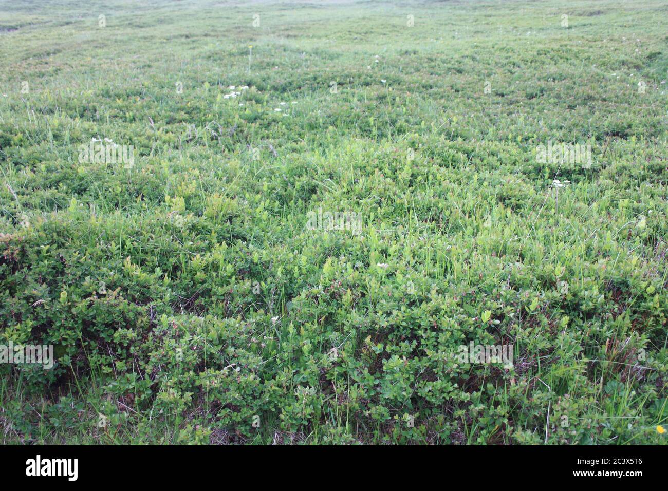 esplanade distesa di verde campo di piante di mirtillo in natura Foto Stock