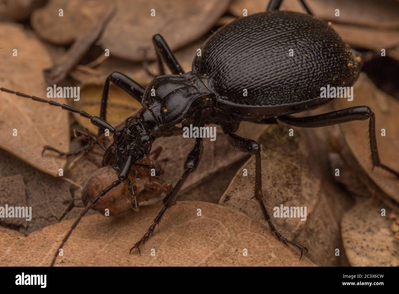 Un scarabeo predatorio nel genere Scaphinotus che si nuota su un ragno piccolo catturato nella foresta di stato di Mendocino, in California. Foto Stock