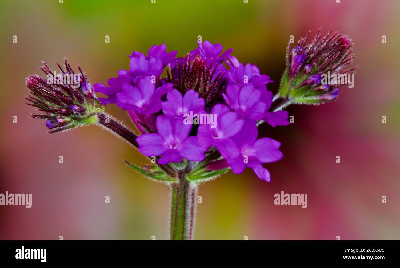 Verbena rigida 'venosa' Foto Stock