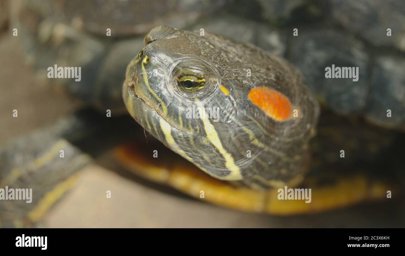 Primo piano della faccia di una tartaruga a cursore rossa. La messa a fuoco è sull'occhio. Foto Stock