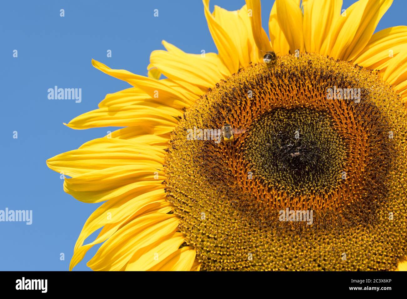 Fiore di girasole in primo piano Foto Stock