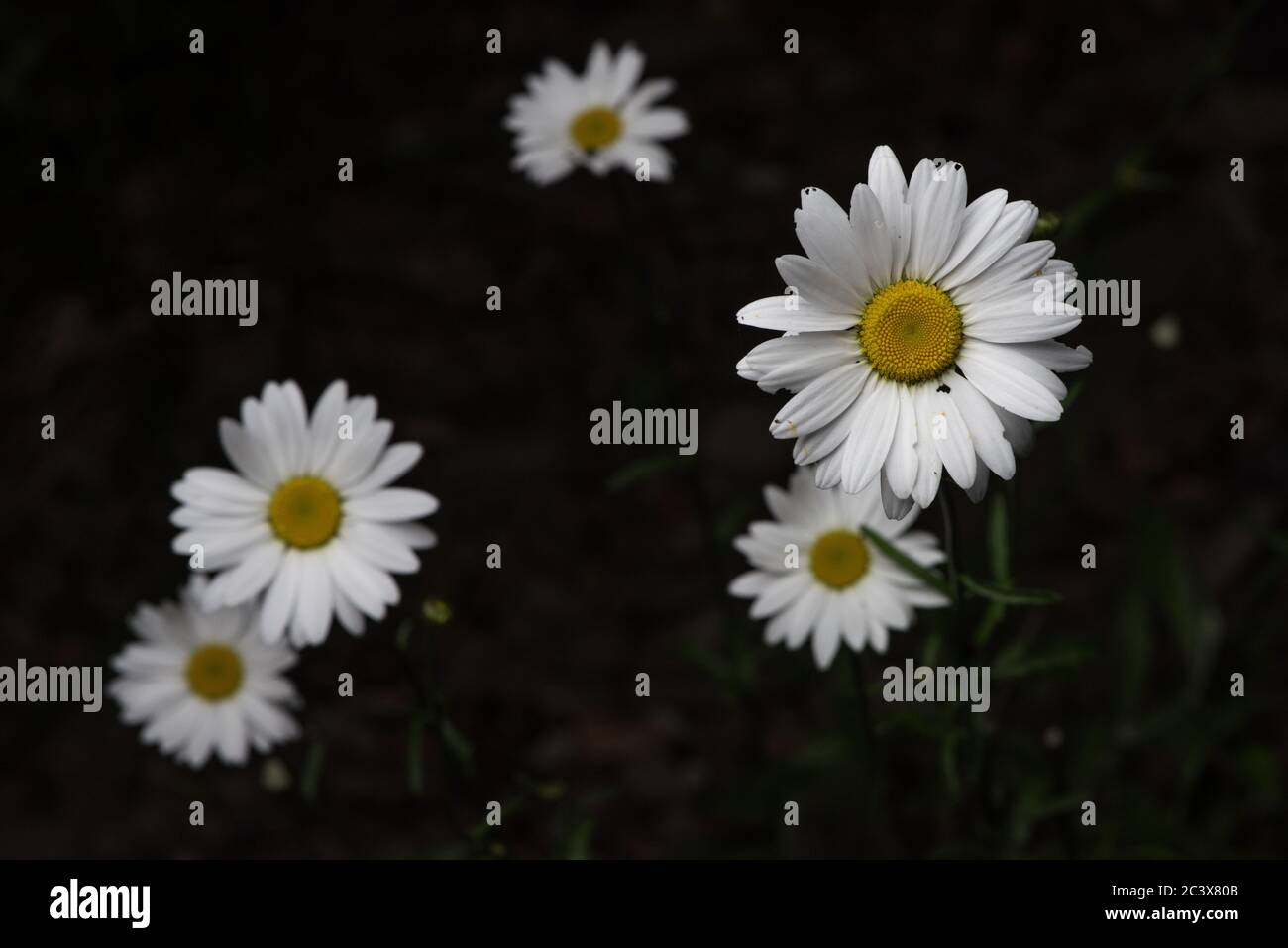 Daisies selvatiche della contea di Mendocino in California. Foto Stock