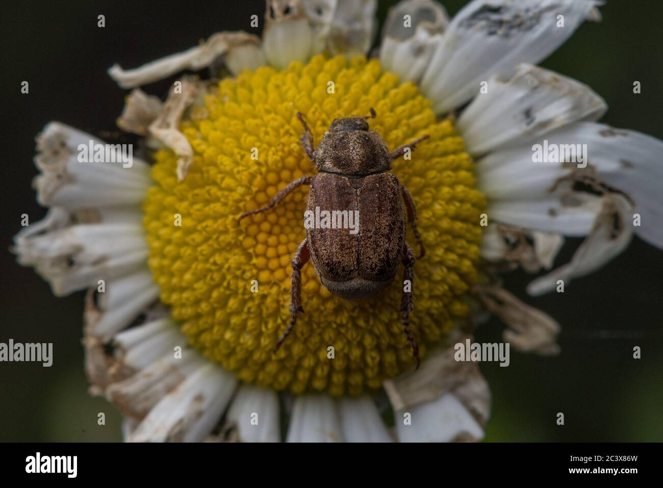 Un coleottero di scimmia (Hopalia sp) che si nuce a un fiore selvatico daisy in California. Foto Stock