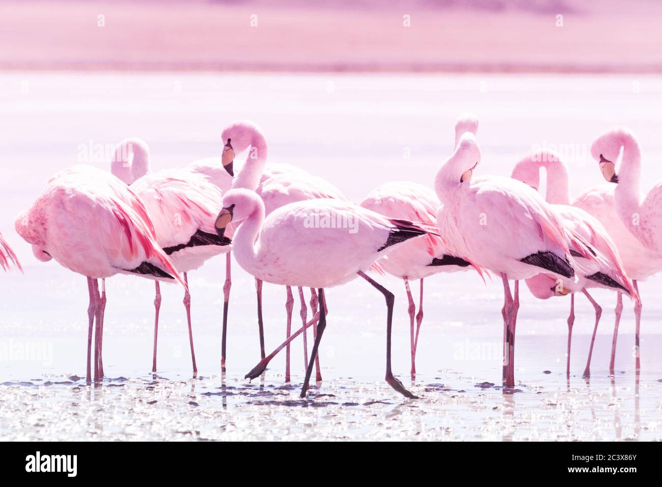 Fenicotteri rosa Foto Stock